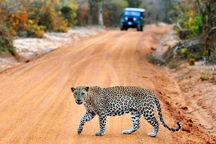 Yala National park, Yala